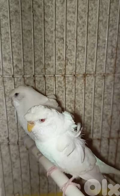 زوج بادجي لون ابيض مفتل