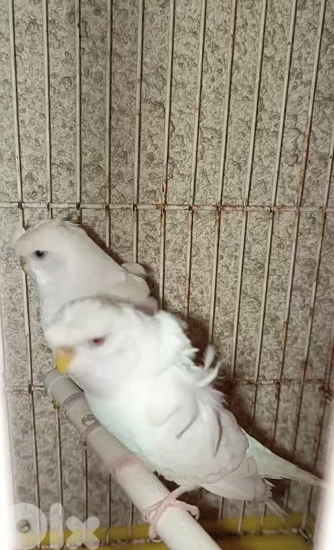 زوج بادجي لون ابيض مفتل 1