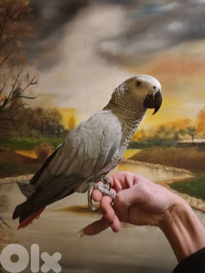 ببغاء كاسكو