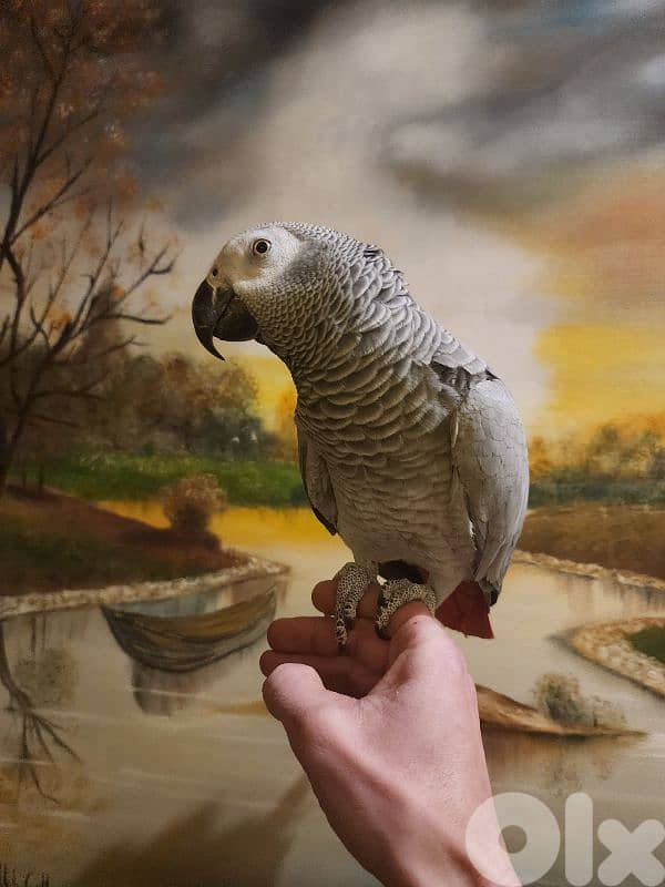 ببغاء كاسكو 1