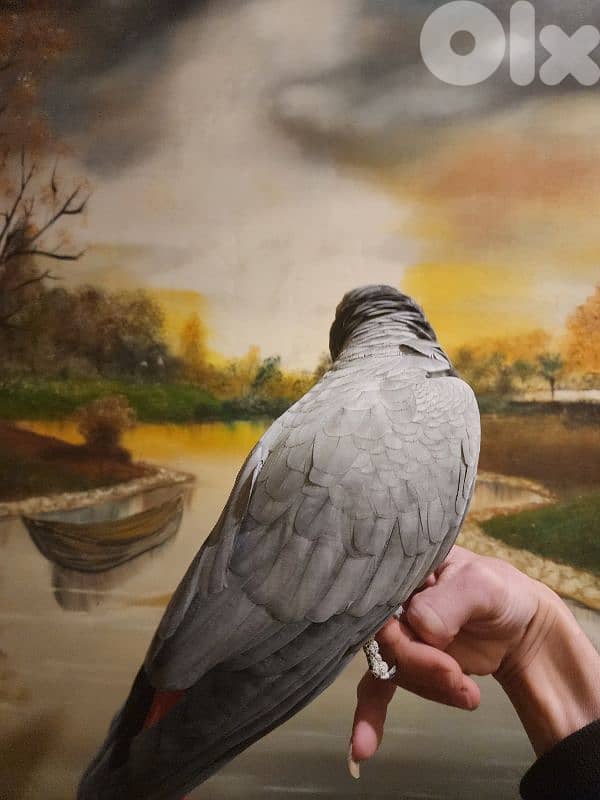 ببغاء كاسكو 2