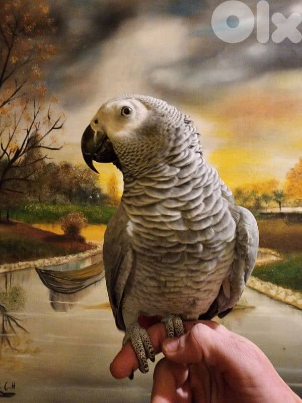 ببغاء كاسكو 4