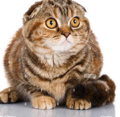 scottish gold and chanchilla  70485808