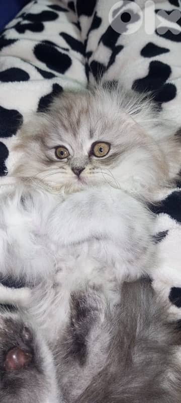 scottish silver 70485808