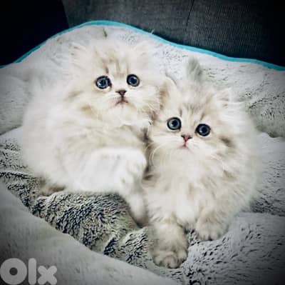 scottish silver 70485808