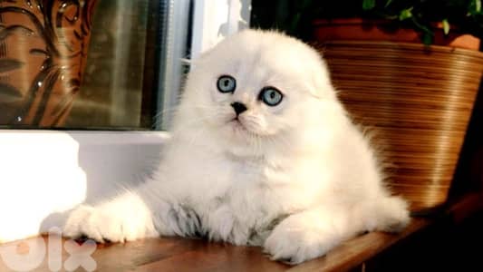 scottish silver 70485808