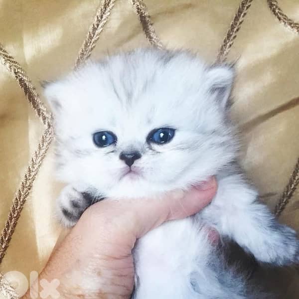 scottish silver 70485808 2