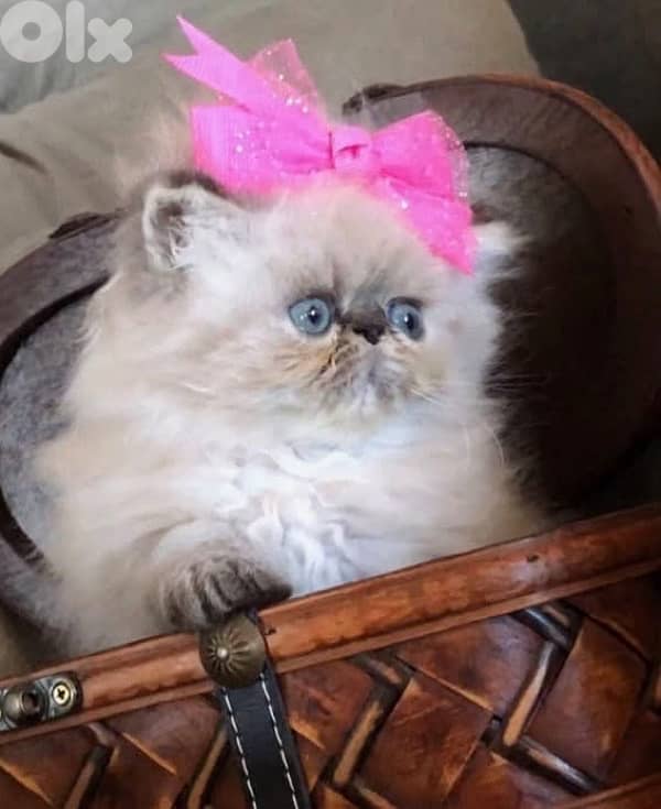 scottish silver 70485808 3