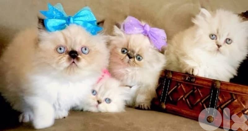 scottish silver 70485808 4