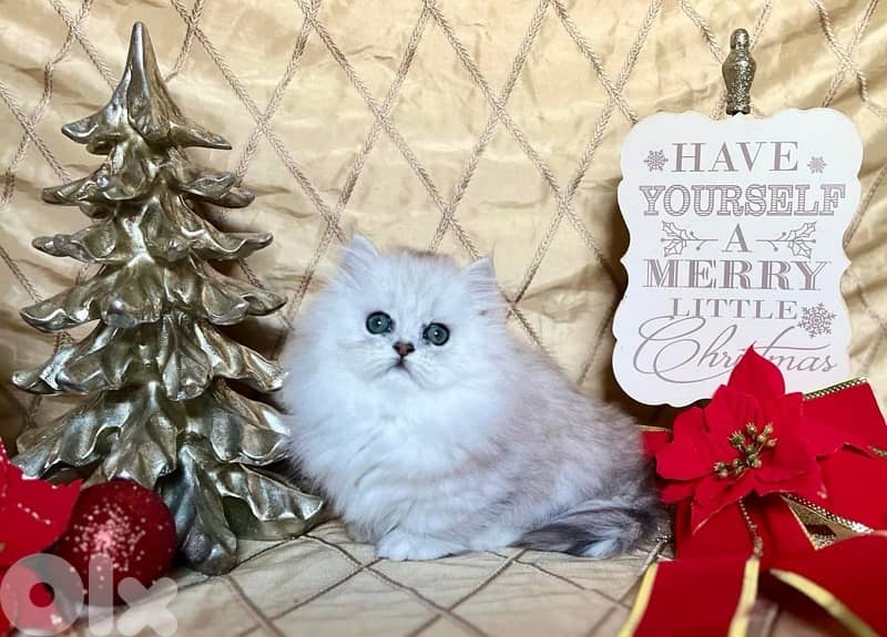 scottish silver 70485808 5