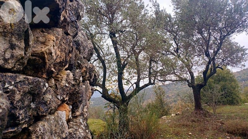 land for sale in Bchaaleh أرض للبيع في بشعلة 6