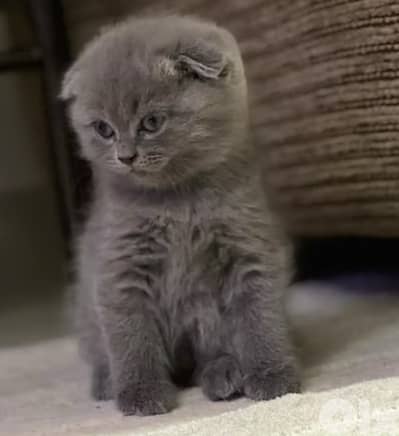 scottish fold