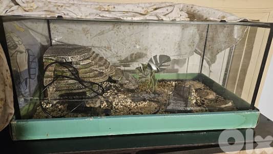 حوض سلاحف او اسماك