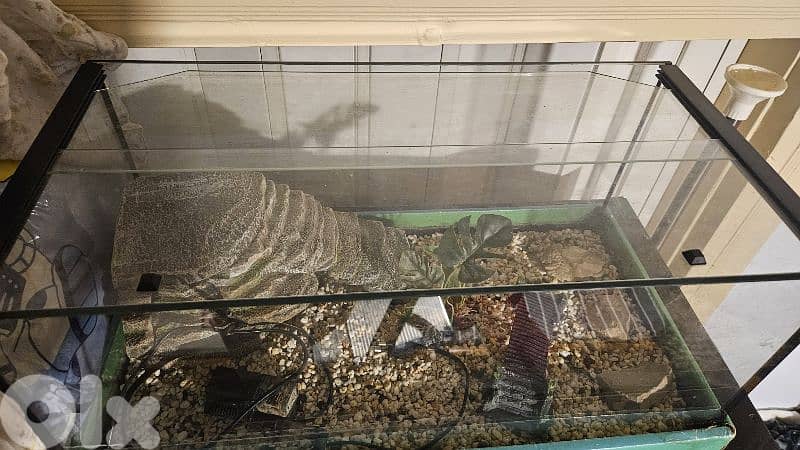 حوض سلاحف او اسماك 1