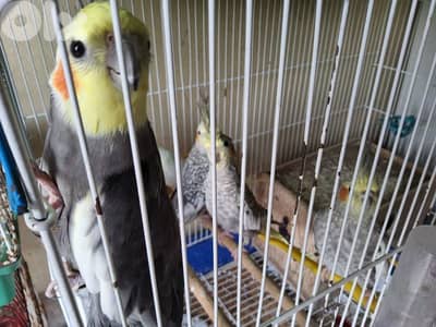 بيزبط السعر