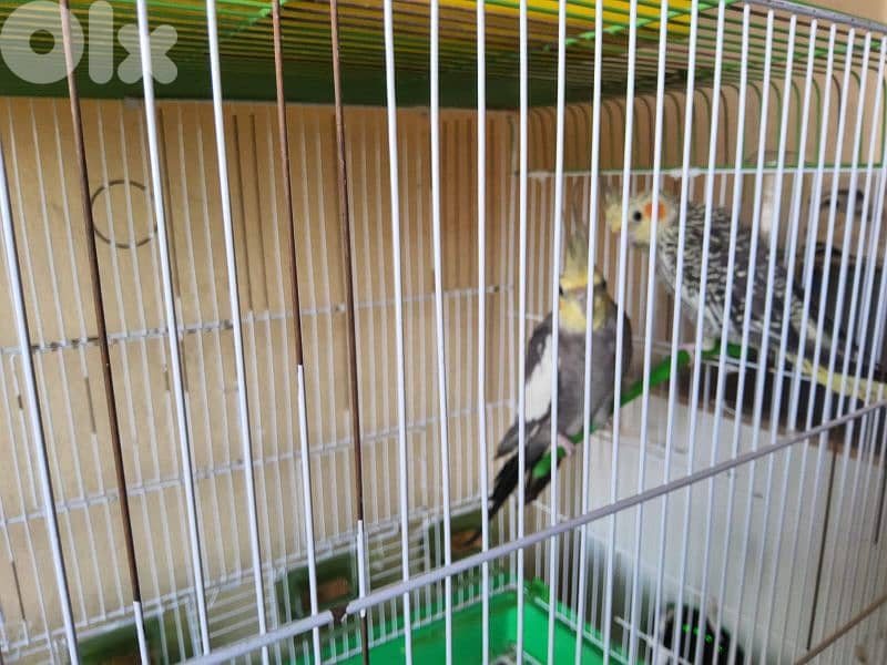 ٣ جواز بزبطن 1