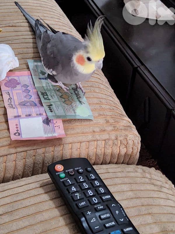 ٣ جواز بزبطن 2