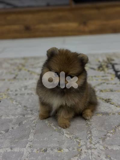 pomeranian 55 days available for sale