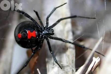 searching to buy a black widow