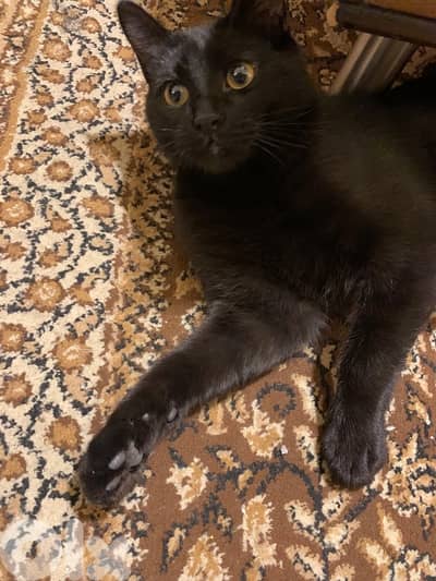 Oreo – Kitten for Adoption
