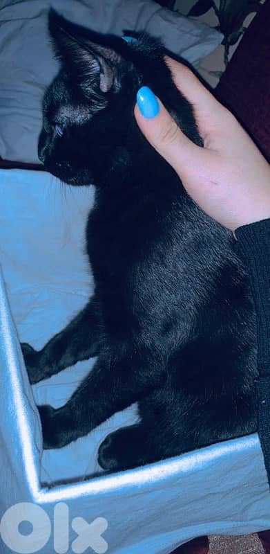 Oreo – Kitten for Adoption 1