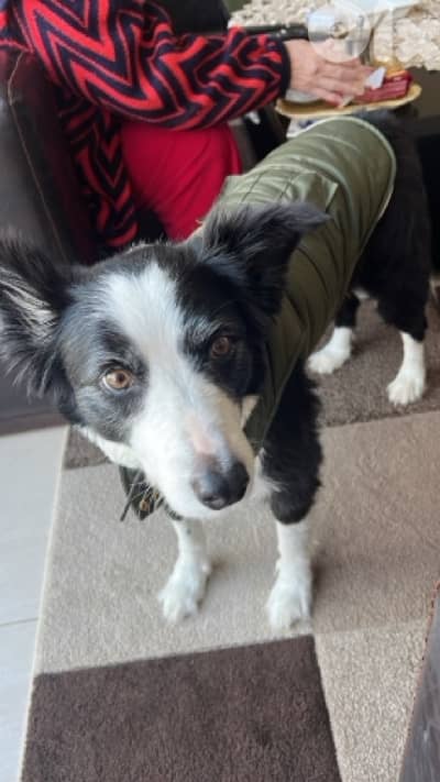 Needed a border collie for adoption