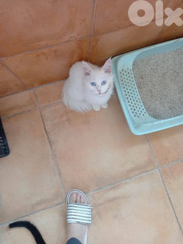 بسينات للتبني 18