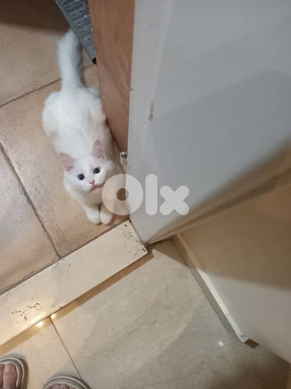 بسينات للتبني 19