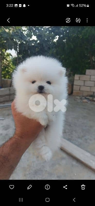 pomeranian teacup