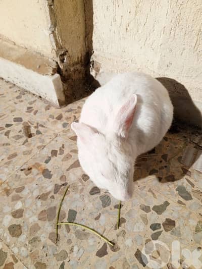 ارنب عمرو ٦ سنين