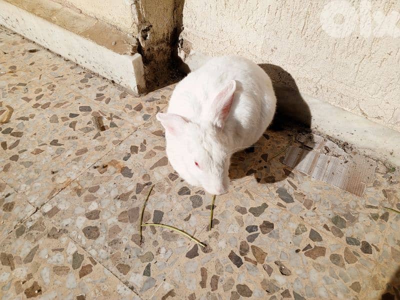 ارنب عمرو ٦ سنين 1