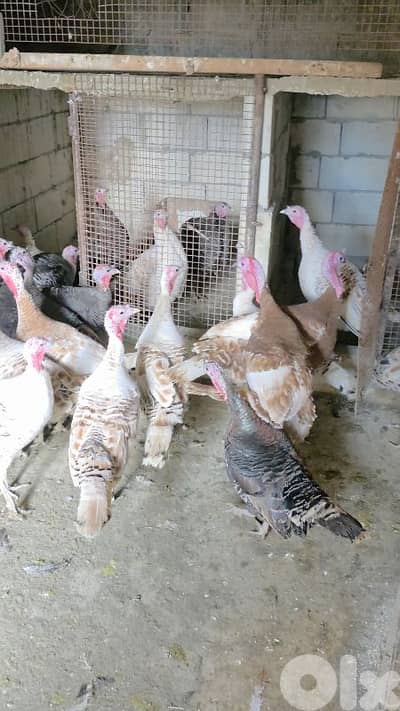 الجنوب المصيلح