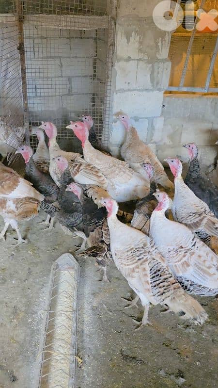 الجنوب المصيلح 1