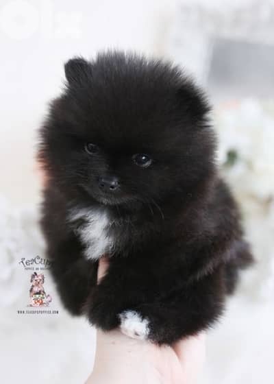 imported Pomeranian spitz Puppy Love