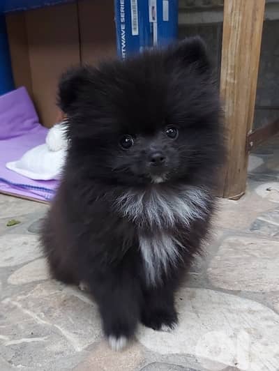 Imported puppy pomeranian spitz black and white
