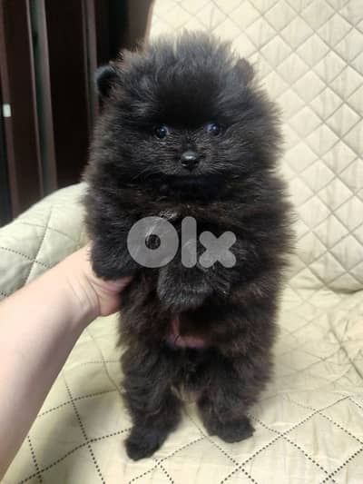 imported Pomeranian Spitz SMALL Black puppy