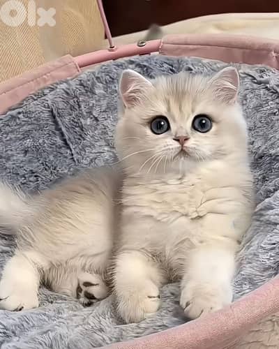 british lilac 70485808