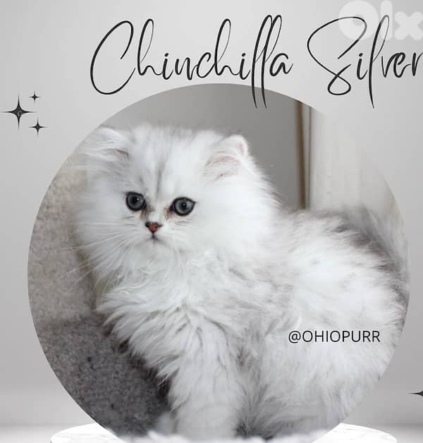 british lilac 70485808 1