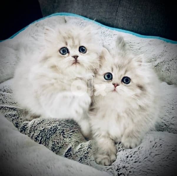 british lilac 70485808 2