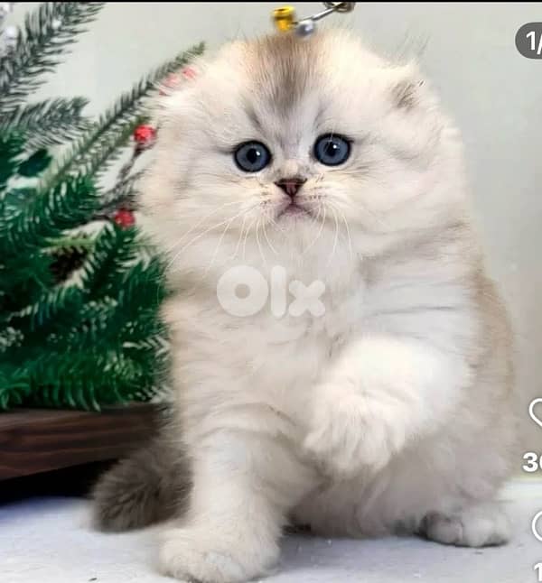 british lilac 70485808 3