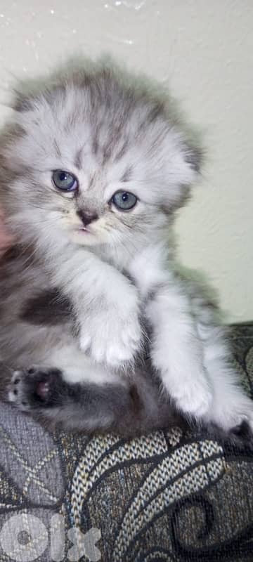 british lilac 70485808 4