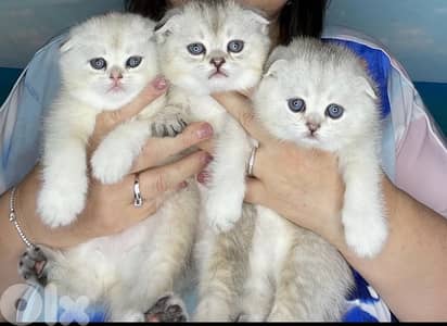 british lilac 70485808