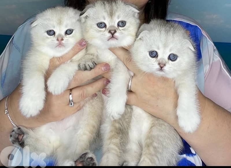 british lilac 70485808 5