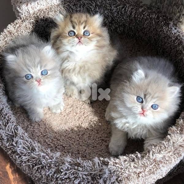 british lilac 70485808 6