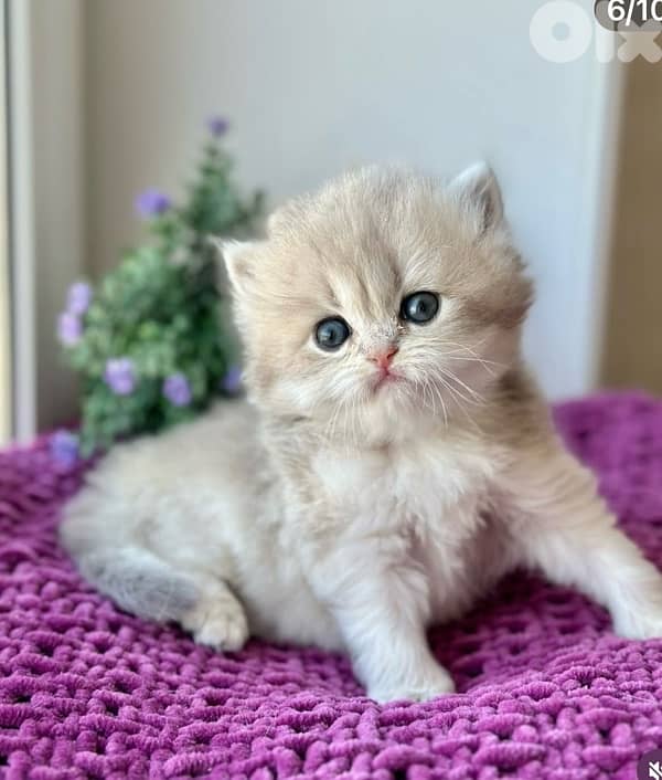 british lilac 70485808 8