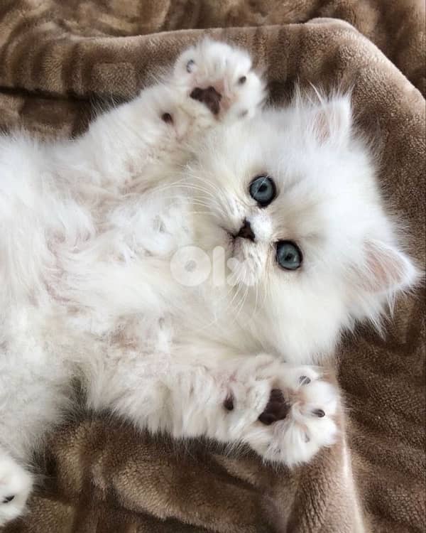 british lilac 70485808 9