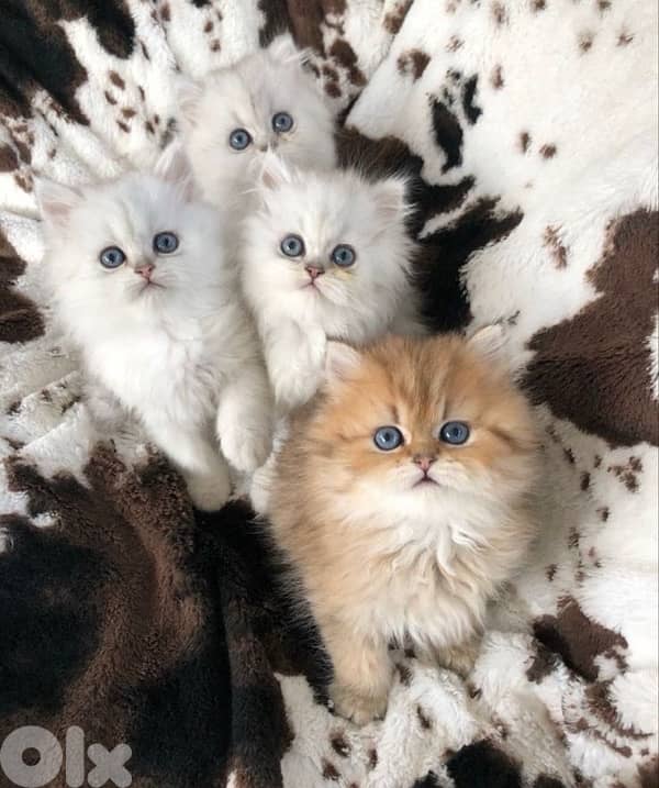 british lilac 70485808 10