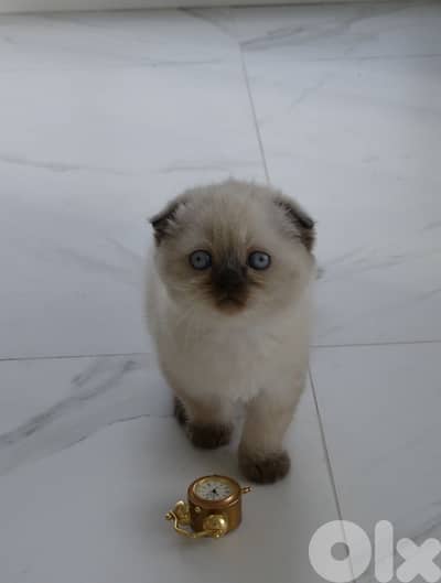 Scottish Fold kitten Cat قطط