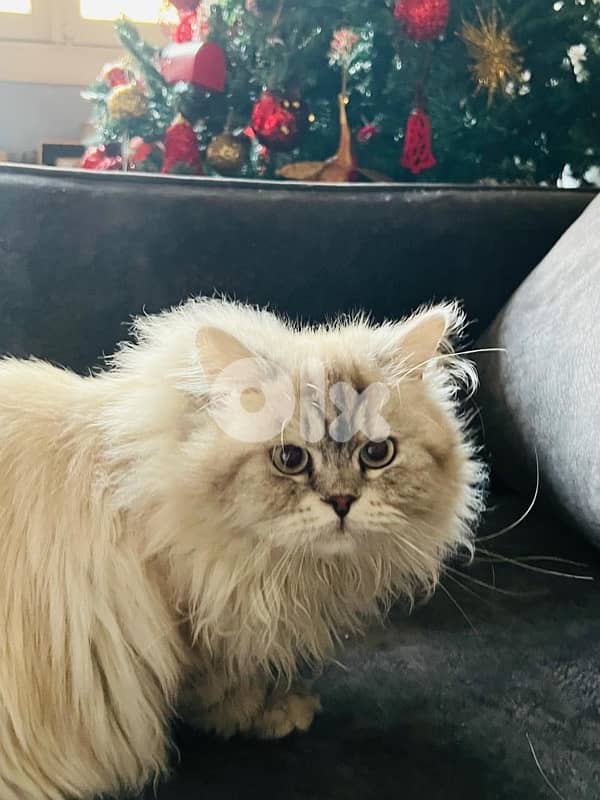 persian cat for sale 2