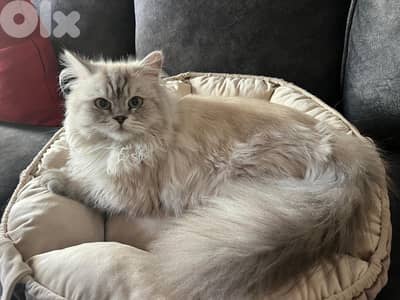 persian cat for sale